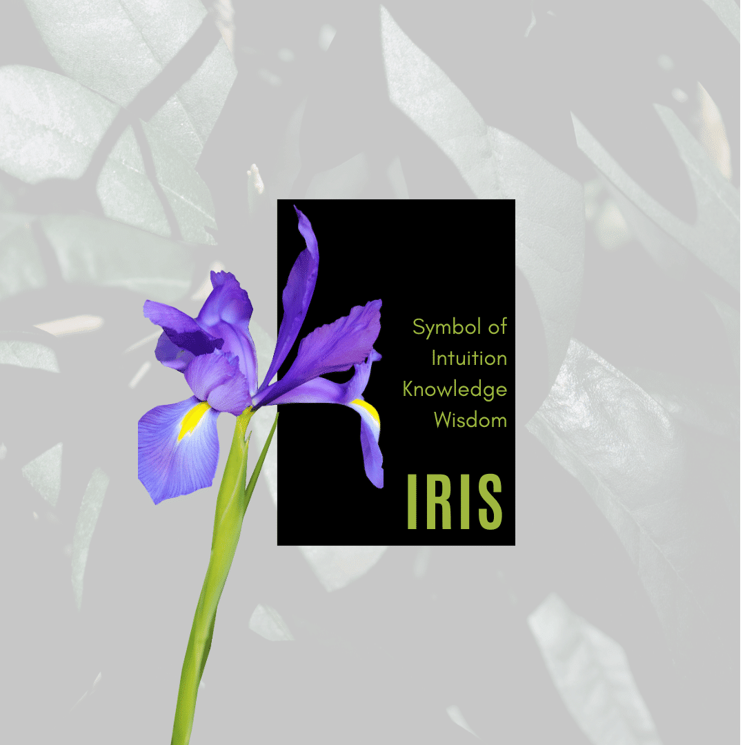 Iris reminds us to use our wisdom